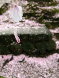 镜月记